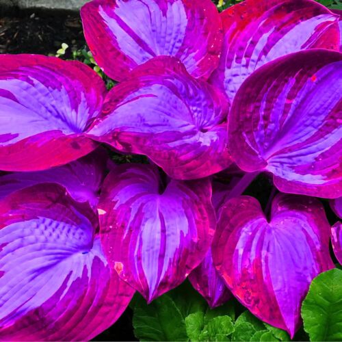 Hosta Seeds Perennial Hosta Plants Grow Easily Rare Blue Purple Hosta Bulb Seeds - Picture 6 of 8