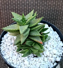 Aloe hybrid Pearsonii x Brevifolia Specimen Plant  Succulent Cactus