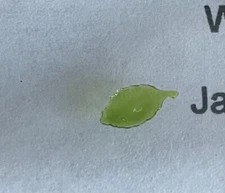 Miniature Green Fig Leaf - Dollhouse Miniatures