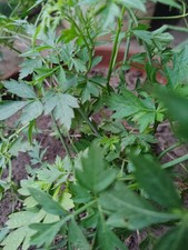 Love In A Puff Balloon Vine 25 Seeds For Sale Online Ebay