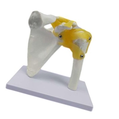 Human Joint Model Lightweight Educational Medical Teaching Aid Realistic