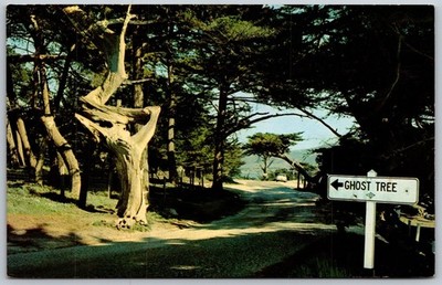 Postcard Pebble Beach California CA Ghost Tree Road Cypress 1970s Chrome