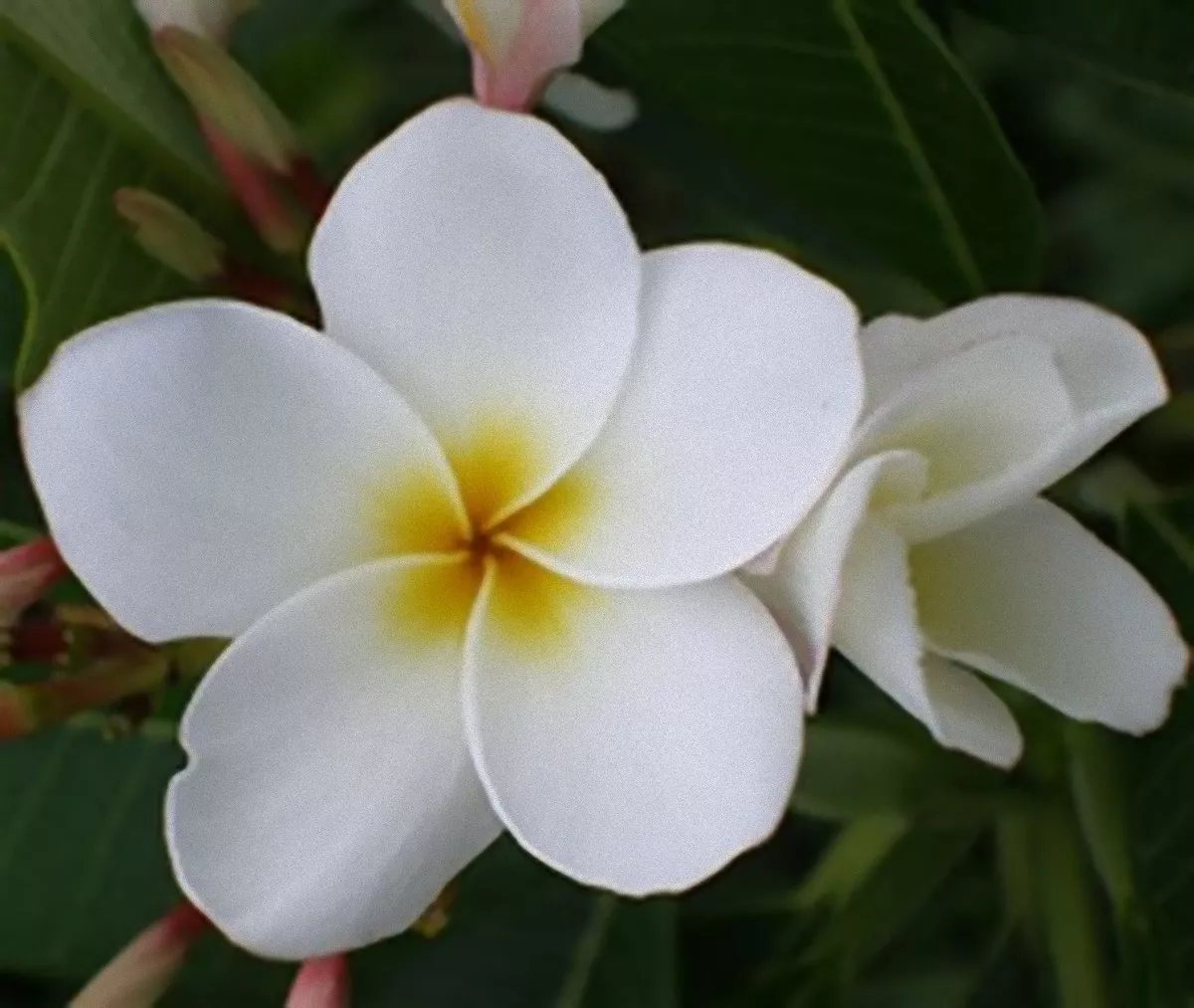 White plumeria deals