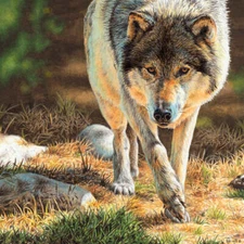 Walk - Grey Wolf by Esther van Hulsen Wildlife Nature Fine Art Print 13x19