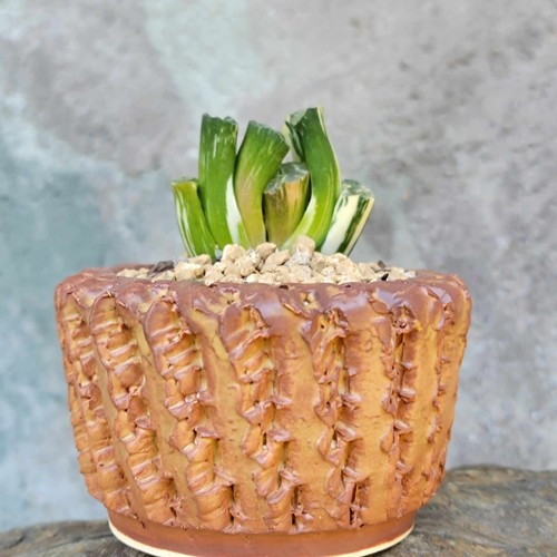 Haworthia Truncata Variegata - Variegated Horse's Teeth Succulent - Picture 3 of 9