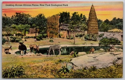Bronx Zoo African Plains Zebra Animals New York Zoological Park Postcard
