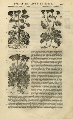 Antiker Druck-Botanik-Pastinake-Karotte-Seseli-Mattioli-S. 427-Anonym-1572