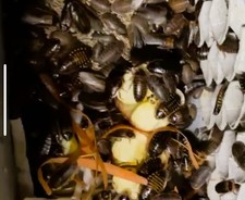100 Female Dubia Roaches Live Feeders-Free Shipping