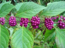 American Beautyberry, Callicarpa americana, Seeds (Fast, Showy)