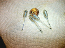 200-1 1/2"-crappie bass panfish-scent-grubs-lures-jigs-stinger tails-minnow-lure