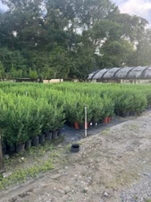 Box of 10 -1 Gallon Murray Cypress
