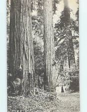 Divided-Back BOTANICAL SCENE San Francisco California CA HJ7202