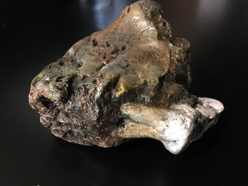 Giant Human Jawbone / Sangarin Giant Fossil complete - Picture 3 of 4