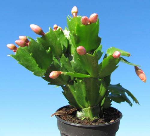 Epiphyllum Weihnachtskaktus Schlumbergera Outono Brasil 9er Topfpflanze - Bild 2 von 2