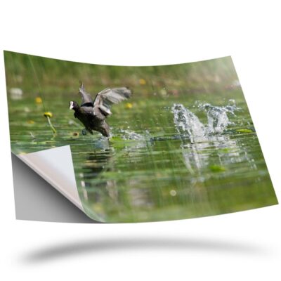 1 x Vinyl Sticker A2 - Eurasian Common Coot Bird #21507 | eBay UK