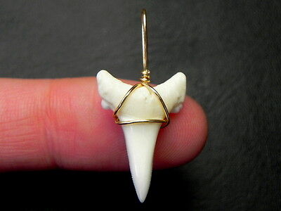 Modern Mako Gold Wire Wrapped  great Shark Tooth teeth 3//4/" necklace