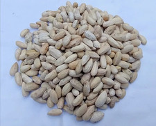50 NEEM SEEDS Azadiracht 100 Organic Herbal Tree From Sri Lanka Fnc