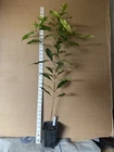 ~CLOVE~ Syzygium aromaticum Aromatic ANCIENT SPICE HAWAII Seller XL Plant