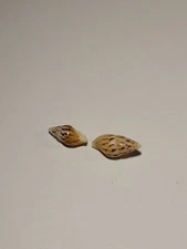 Lot Of 2 Hand Picked Australian Sea Shells - Herpetopoma Aspersa