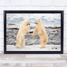 Canada Manitoba Bear Fighting Bears Polar Fight Duel Challenge Wall Art Print