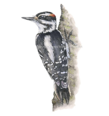 Hairy Woodpecker 01 Hand-Painted Watercolor Original, Unframed