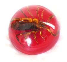 Inclusion Résine SCORPION  Presse-papiers,Collection