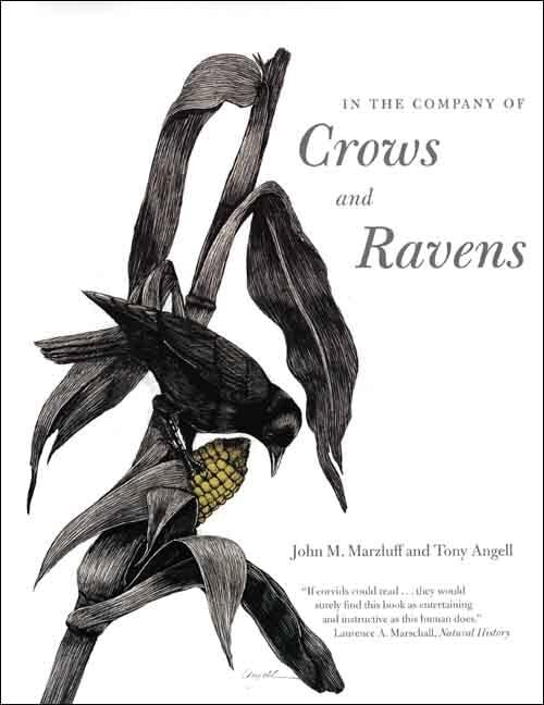 In the Company of Crows and Ravens by John M. Marzluff (Paperback Book) - Image 3