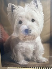 West Highland Terrier Canvas 40x30 Cm