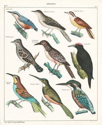 Eisvogel kingfisher Specht Woodpecker bird Vögel Lithographie Oken 1830
