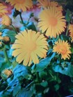 2 Doronicum Little Leo, Leopard's Blane plants in 10.5cm pots approx. Yellow...