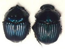 Phanaeus for collectors | Horned Rhinoceros Dung Beetles