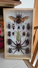 RARE MIX INSECTS DISPLAY BOX IN WOOD FRAME BEHIND GLASS 8" BY 13.75"