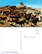 Idaho Herd Horses Roundup Cowboy Hill Postcard