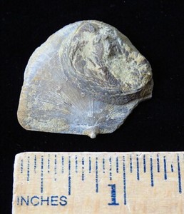 Edrioasteroid Echioderm- 7/8"- Isorophus cincinnatiensis- Cincinnati, Ohio