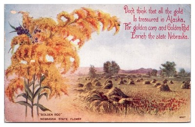 1915 Golden Corn and Golden Rod, Poem, Nebraska Postcard