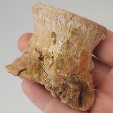 Vertebra Fossil - Dinosaur? - Kem Kem Beds - Morocco