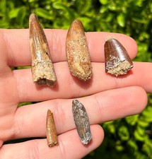 Kem Kem Fossil Dinosaur Teeth LOT Spinosaurus Pterosaur Sauropod Croc Carcharo