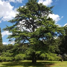 CEDAR Fragrance Oil to craft Candles Soaps Lotions Bath products