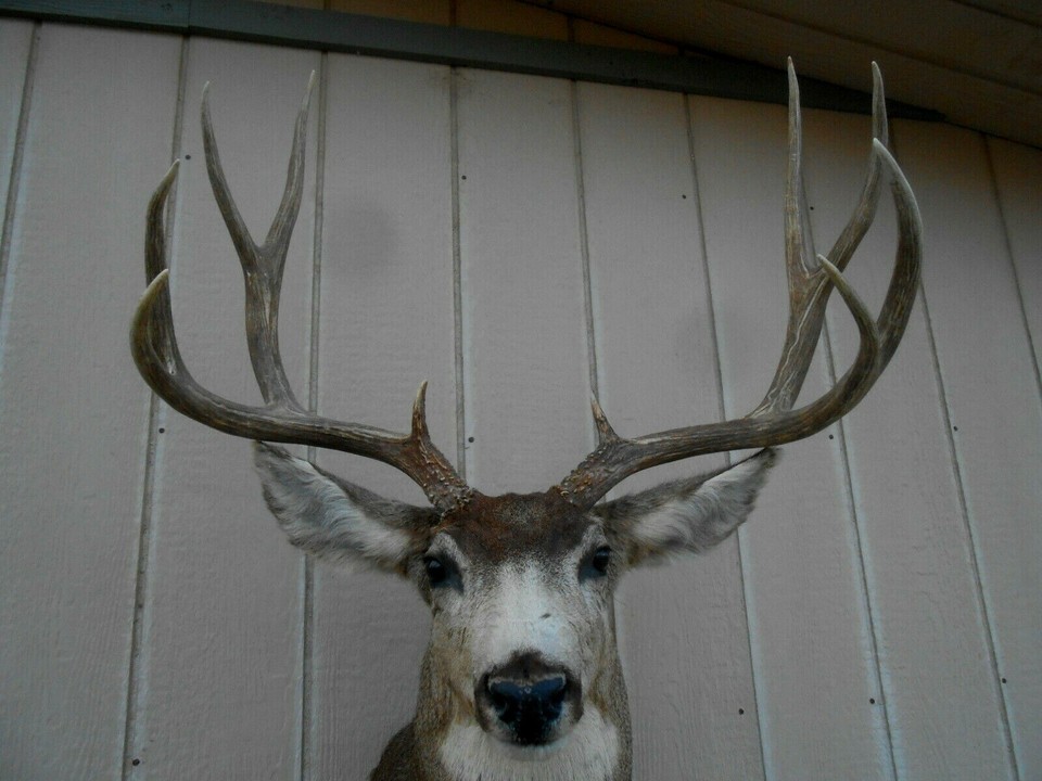 BIG BOXY Mule Deer Head Shoulder Mount Taxidermy Cape whitetail elk antlers eBay