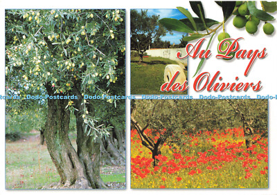 D149315 Au Pays des Oliviers. Nanou Diffusion. Patrice Aguilar. 2008. Multi View