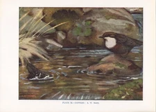 The Dipper - 1948 Beautiful Colour Vintage Bird Print by A.W.Seaby