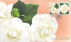 🍁Canada  #3169 & 3170   "GARDENIAS"   Brand New  2019  First Day Cover