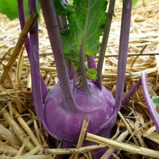 250 Graines de Chou Rave Violet  Méthode BIO seed plante légume potager ancien