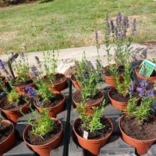 Hyssop blue Hyssopus Officinalis. Herb 12cm Pot. well rooted and