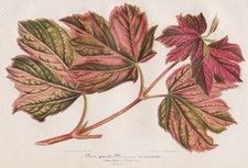 Mountain Maple sycamore tree botany botanical Stroobant Lemaire Litho