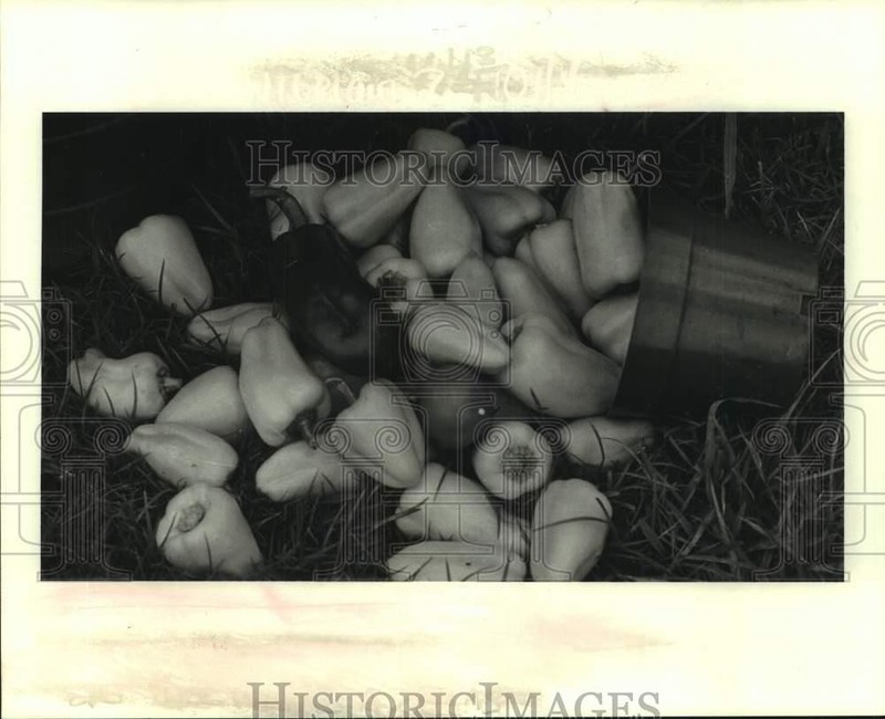 1985 Press Photo Some of the vegetables raised by students at Magnolia School