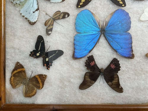 Vintage Inlaid Butterfly Taxidermy Wooden Tray Glass Top Display Brazil , Boho - Picture 7 of 14