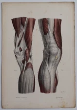 Anatomy Myology Knee Region Color Engraving 1844