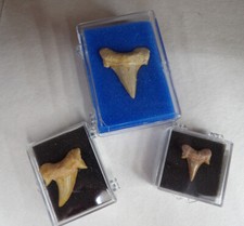 Shark Tooth Fossils Collectibles Real Shark Teeth Gift Box