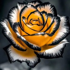 100Pcs Yellow color ROSE FLOWER SEEDS rare exotic plant garden bush